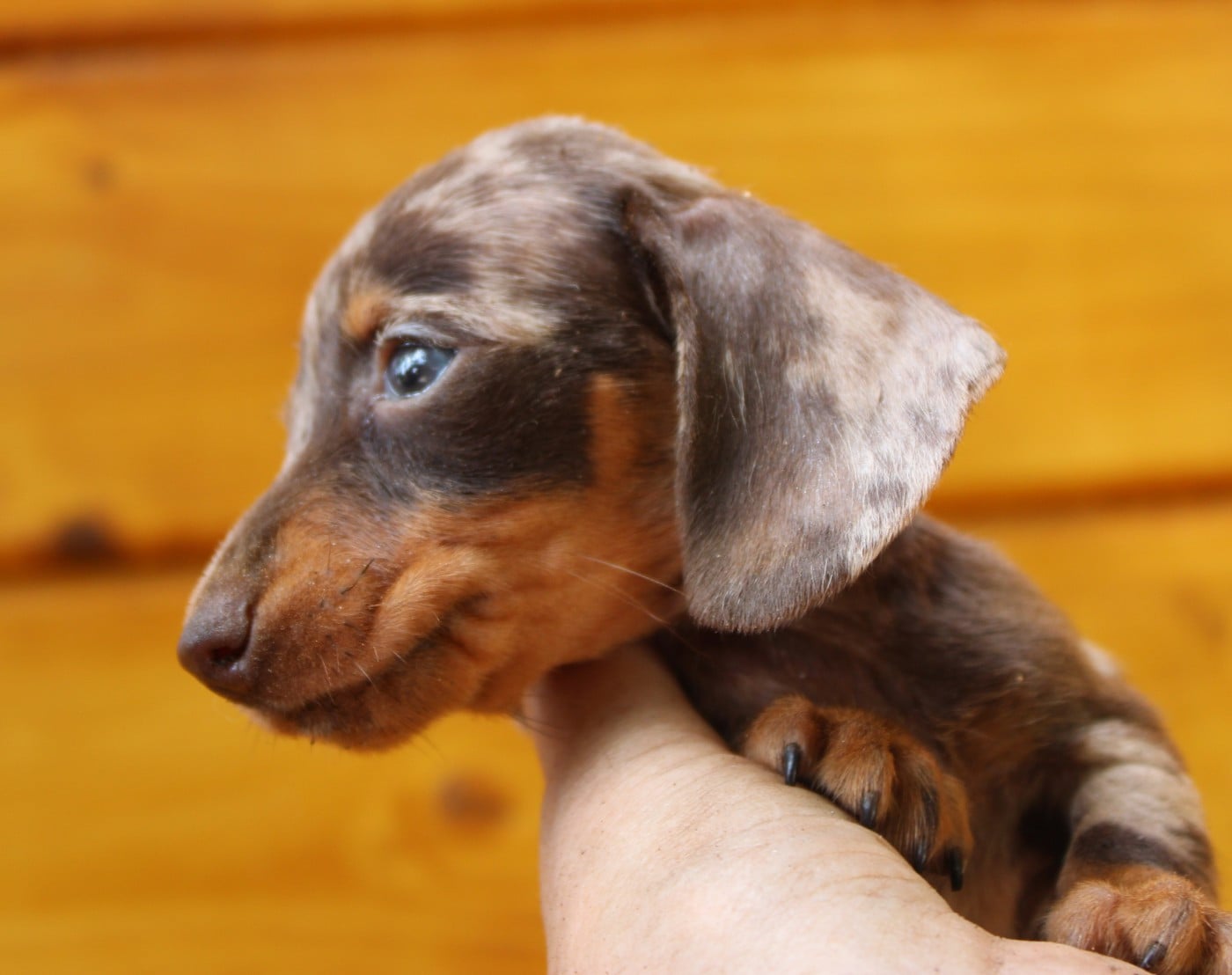 Truffle