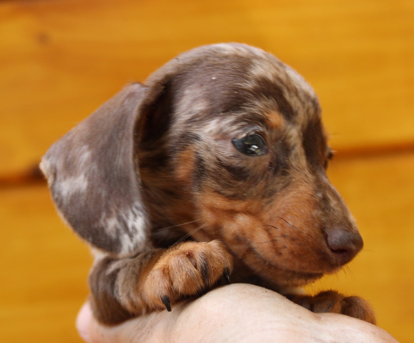Truffle