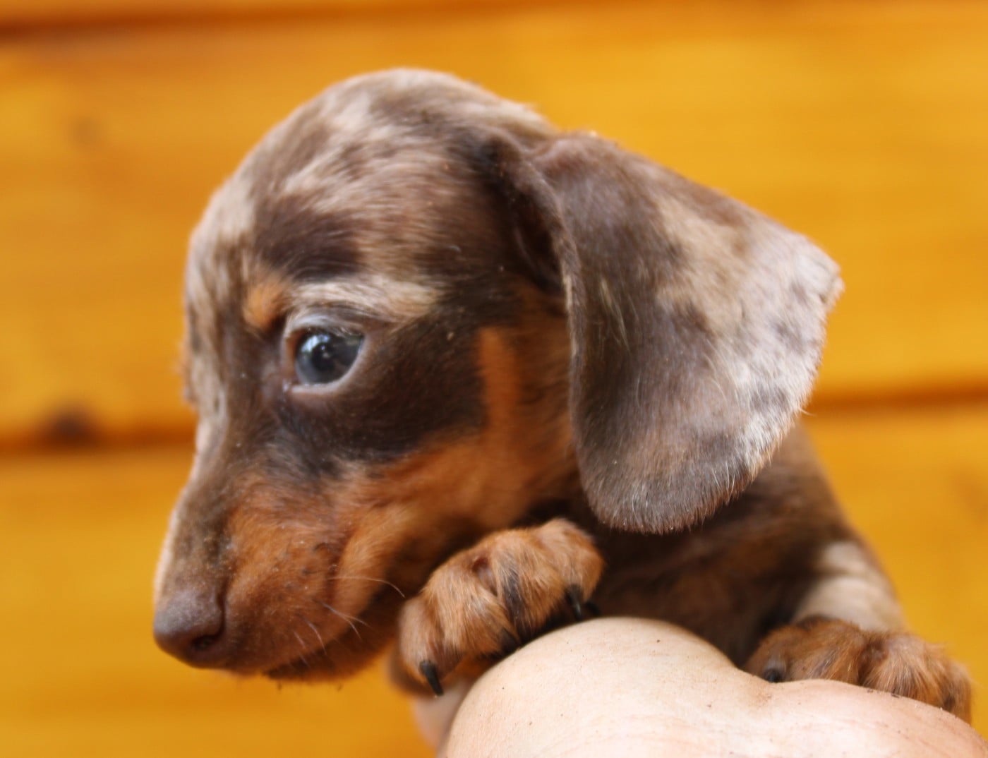 Truffle
