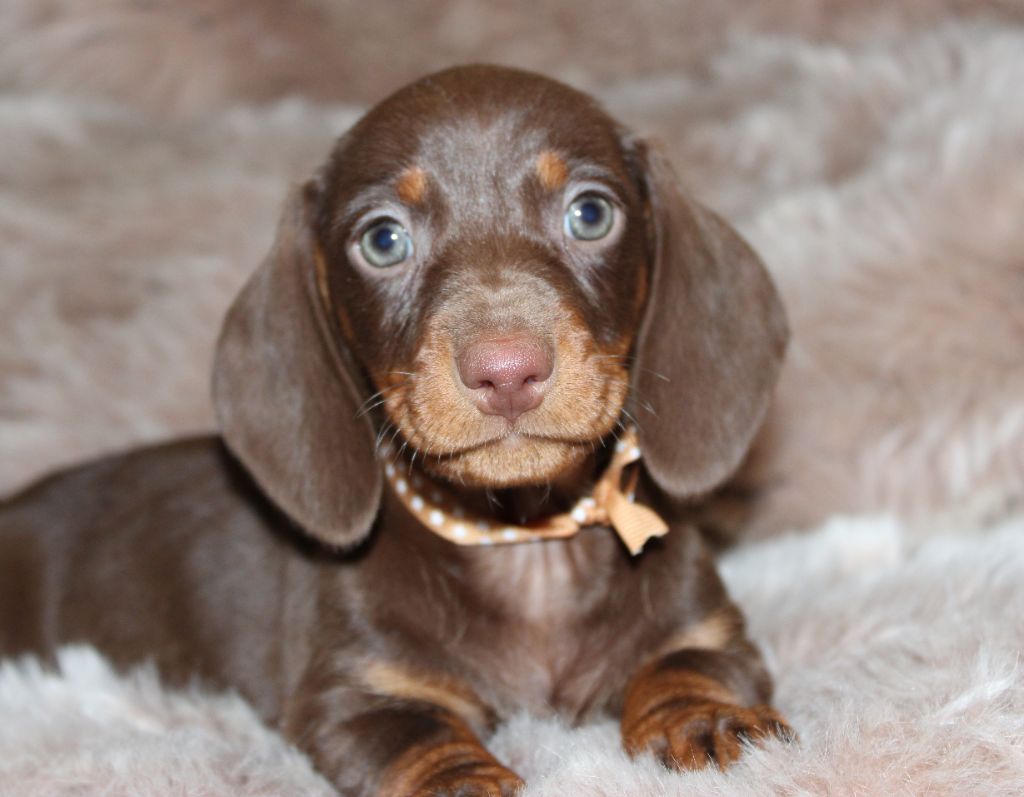 Chocolat et feu - Taille Standard