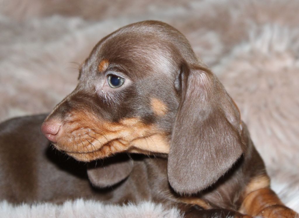 Chocolat et feu - Taille Standard