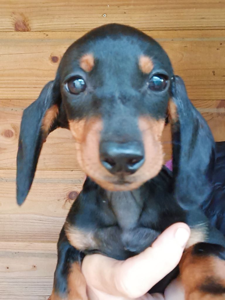 Noir et feu - Taille Nain