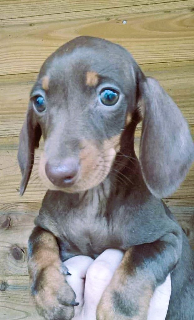 Chocolat et feu - Taille Standard