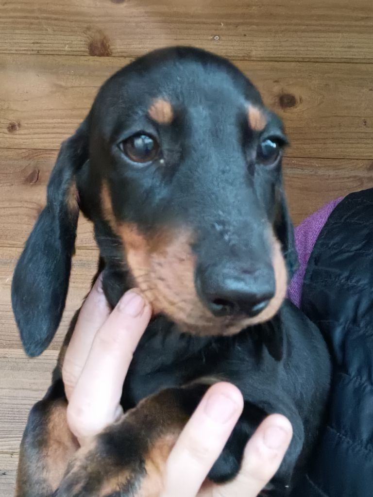 Noir et feu - Taille Standard