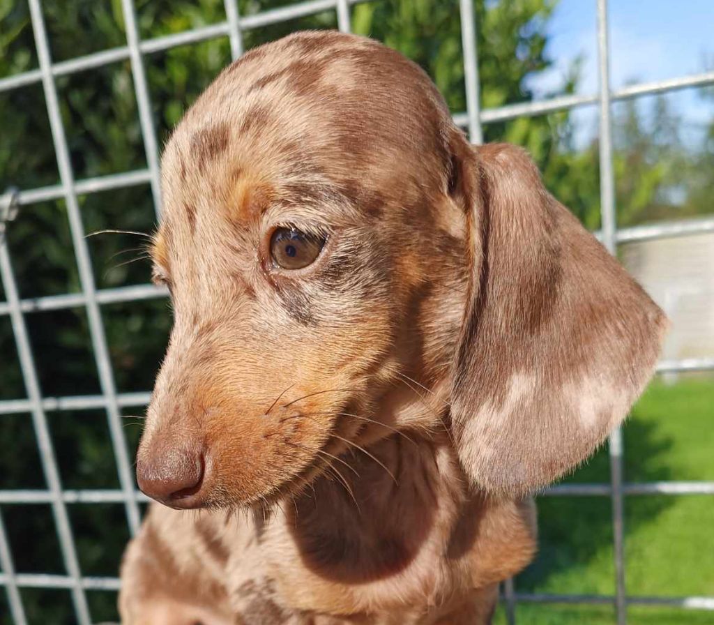 Arlequine chocolat - Taille standard