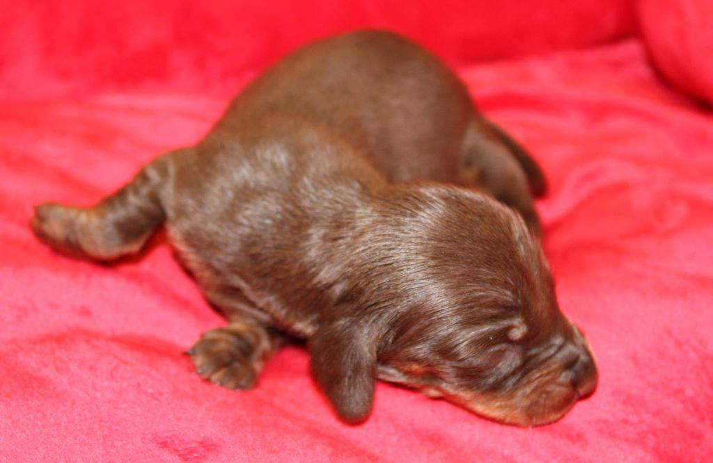 Chocolat et feu - Taille Standard