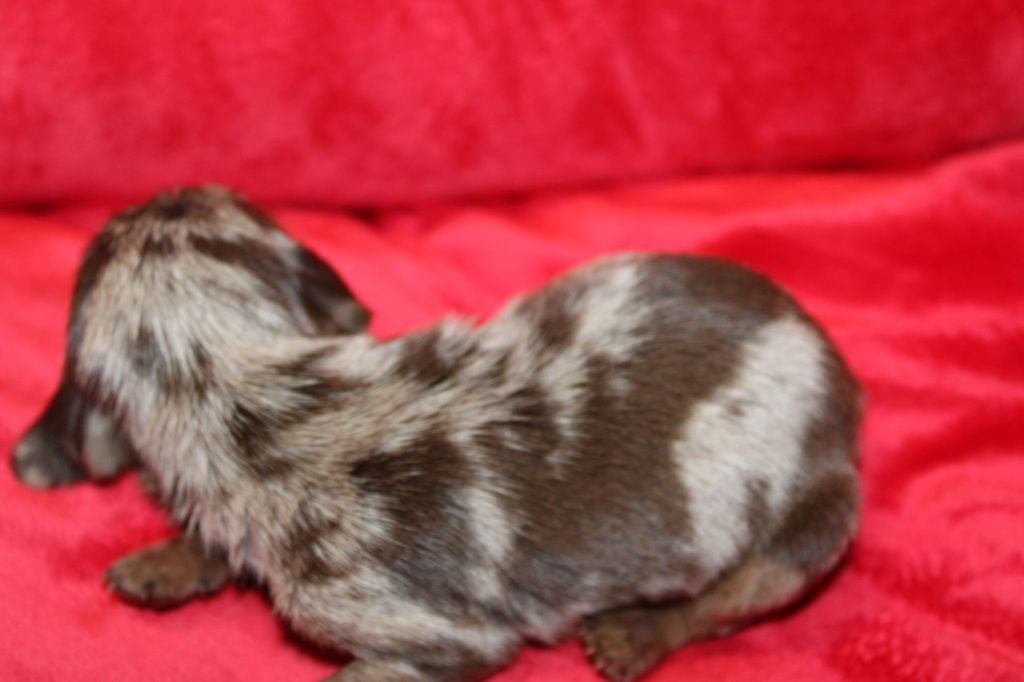 Arlequin Chocolat - Taille Standard