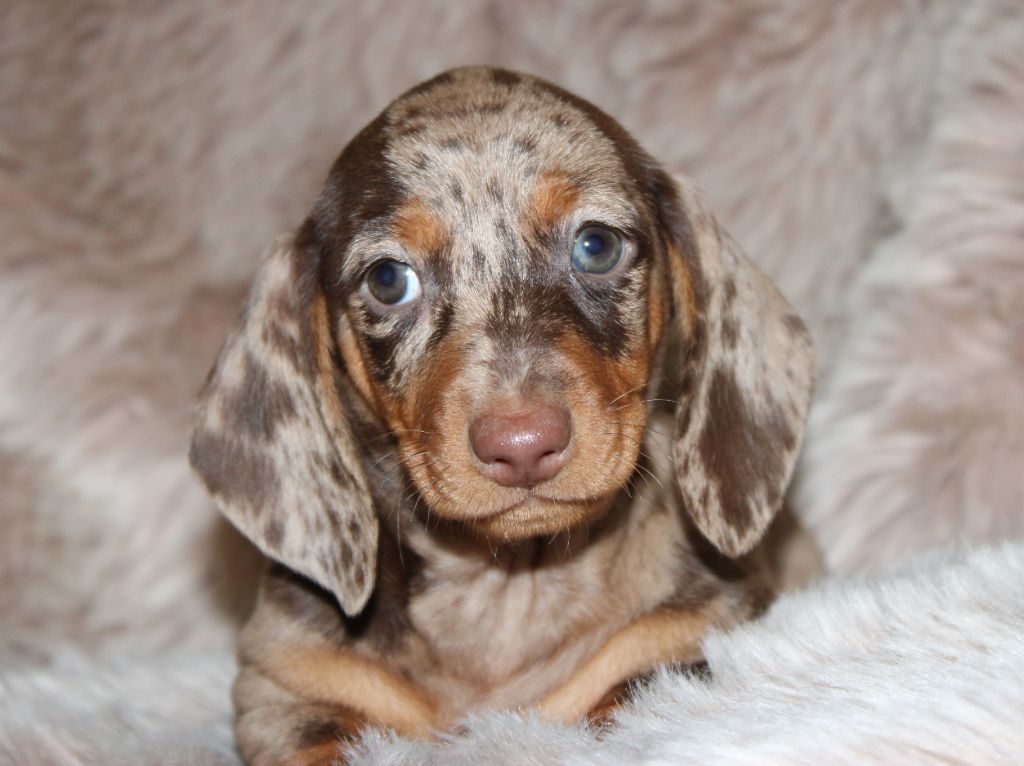 Arlequine chocolat - Taille Standard