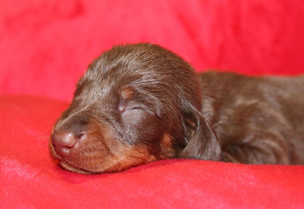 Chocolat et feu - Taille Standard