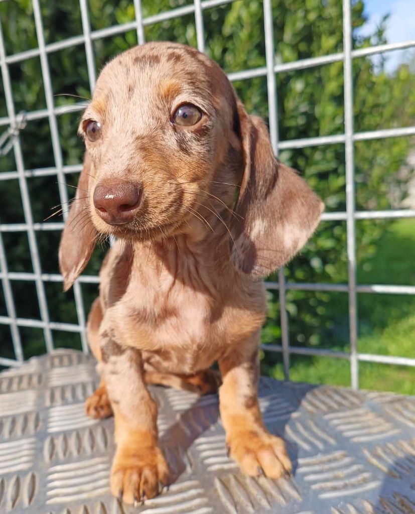 Arlequine chocolat - Taille standard