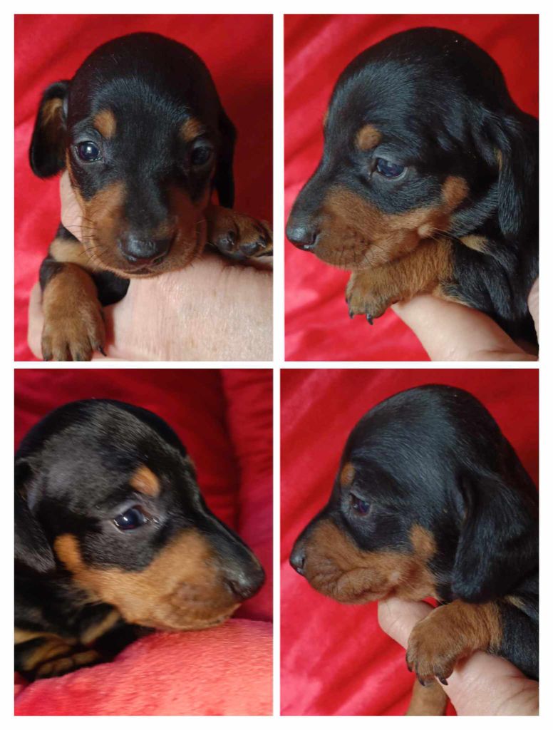 Noir et feu - Taille nain