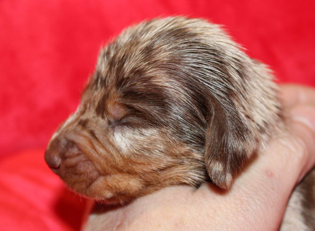 Arlequin Chocolat - Taille Standard