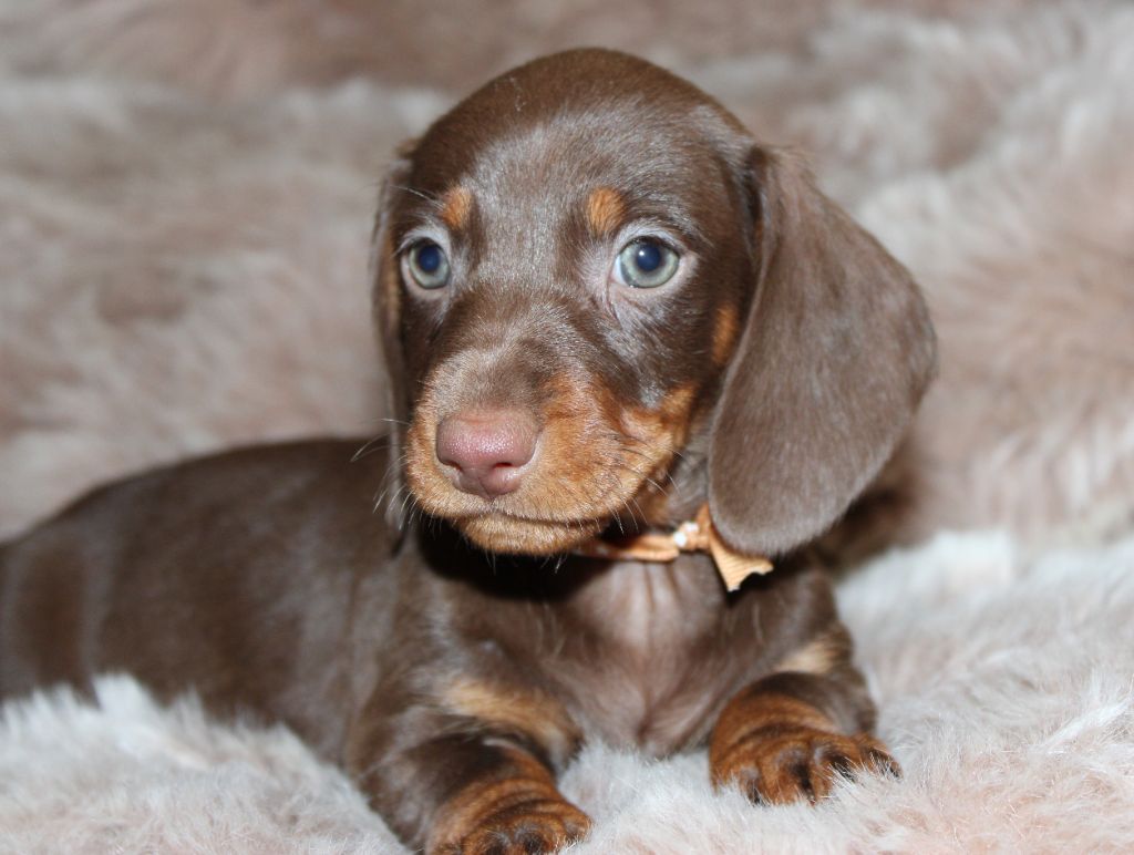 Chocolat et feu - Taille Standard