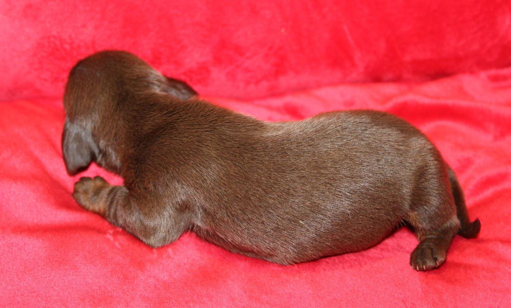 Chocolat et feu - Taille Standard