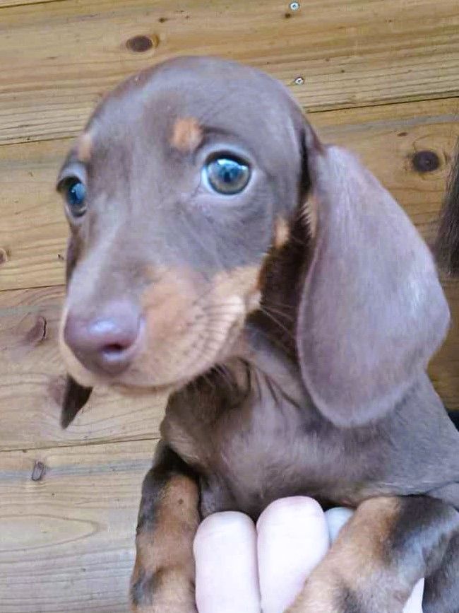 Chocolat et feu - Taille Standard