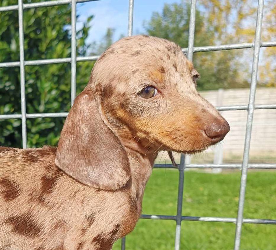 Arlequine chocolat - Taille standard