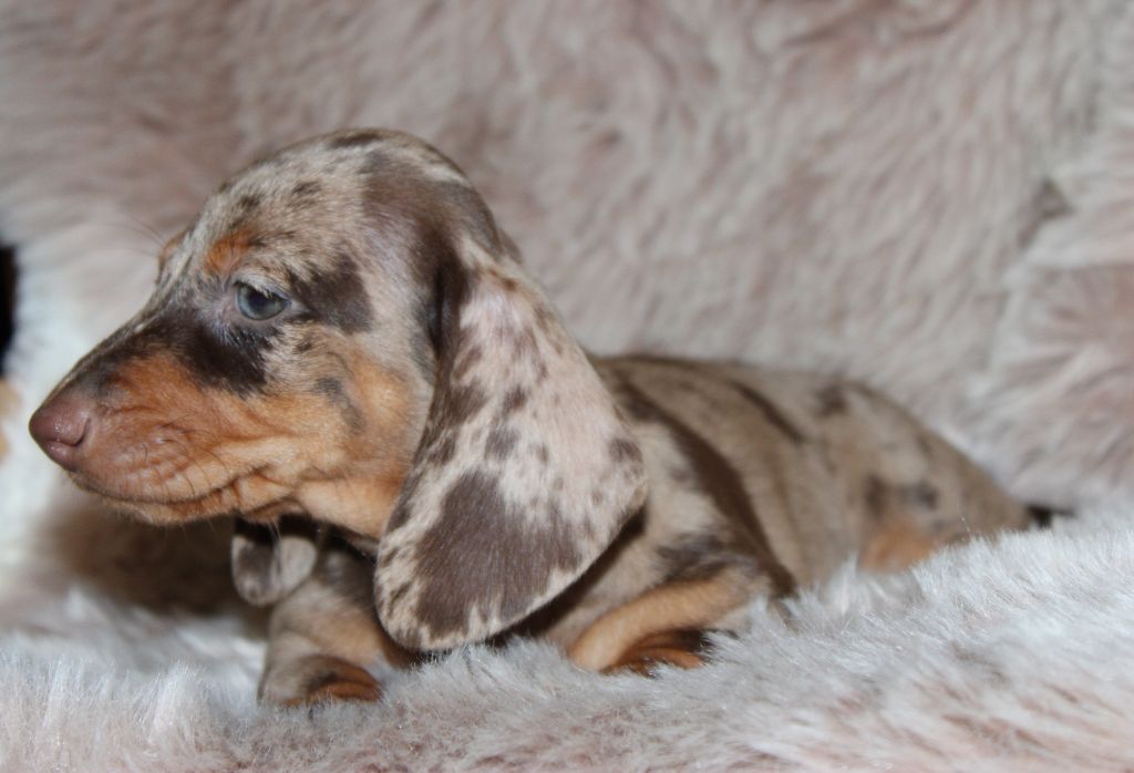 Arlequine chocolat - Taille Standard