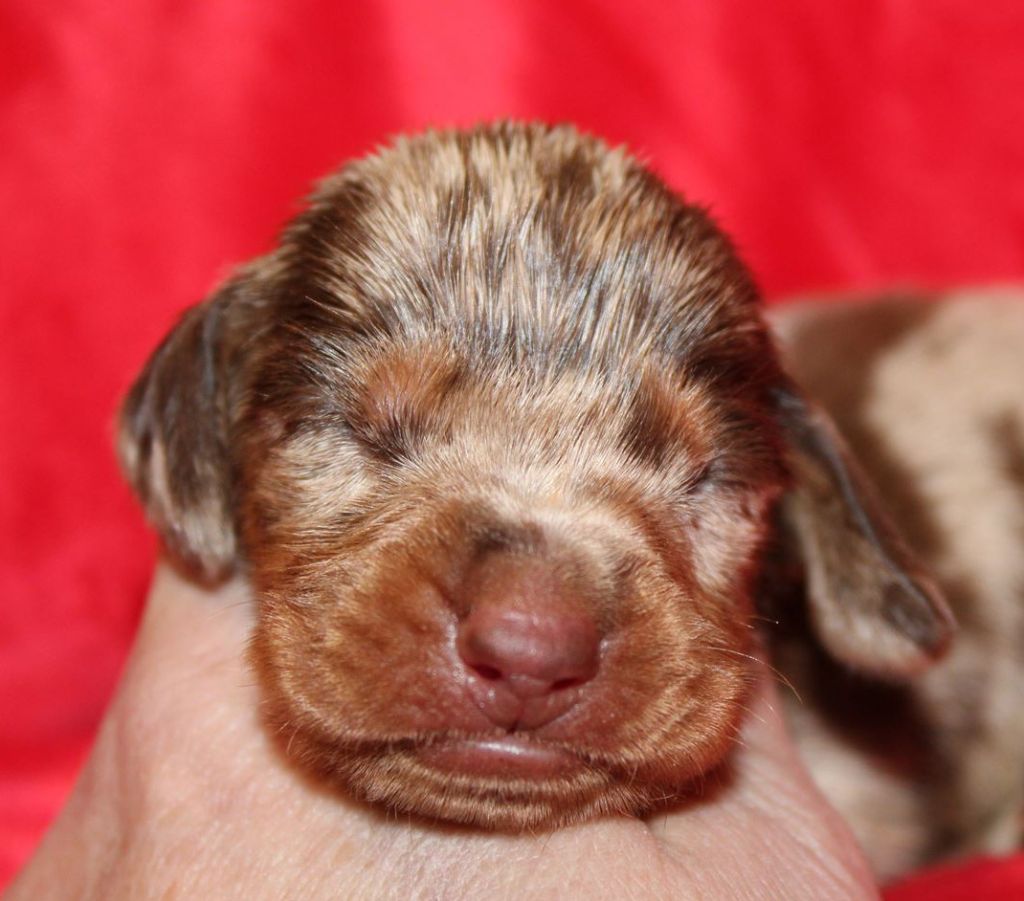 Arlequin Chocolat - Taille Standard