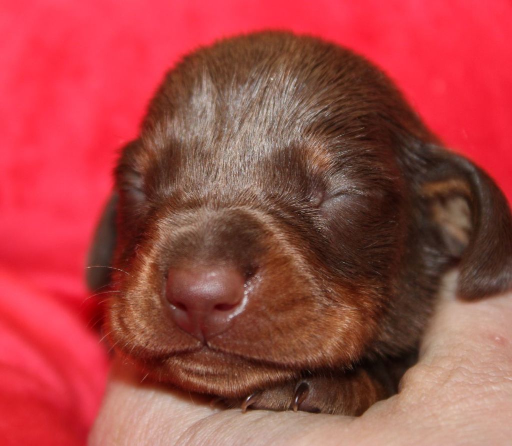 Chocolat et feu - Taille Standard