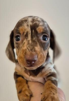 Les chiots de Teckel poil ras