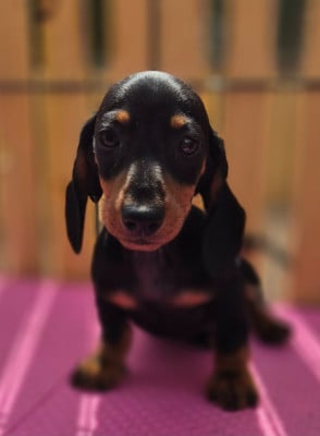 Les chiots de Teckel poil ras