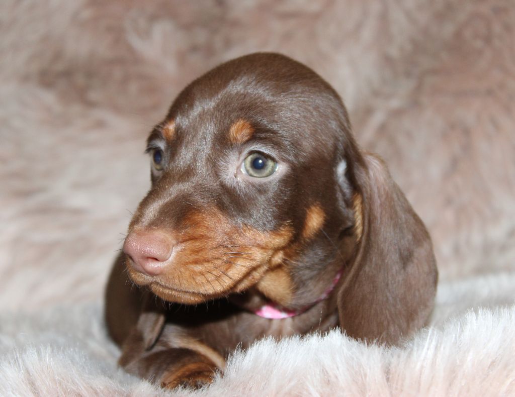 Chocolat et feu - Taille Standard