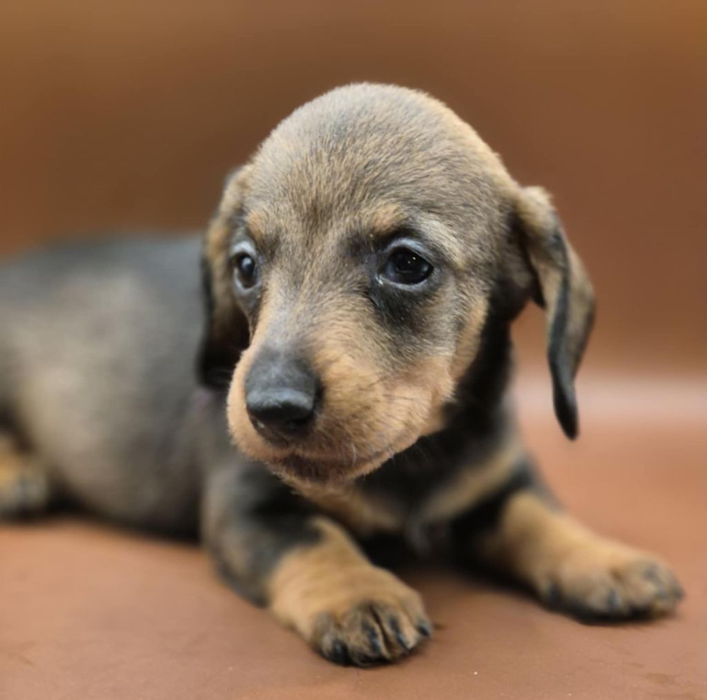 Femelle sanglier - Taille naine