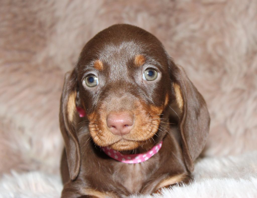 Chocolat et feu - Taille Standard