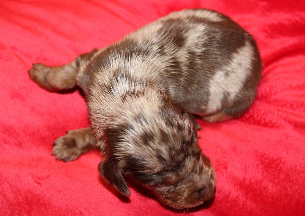 Arlequin Chocolat - Taille Standard