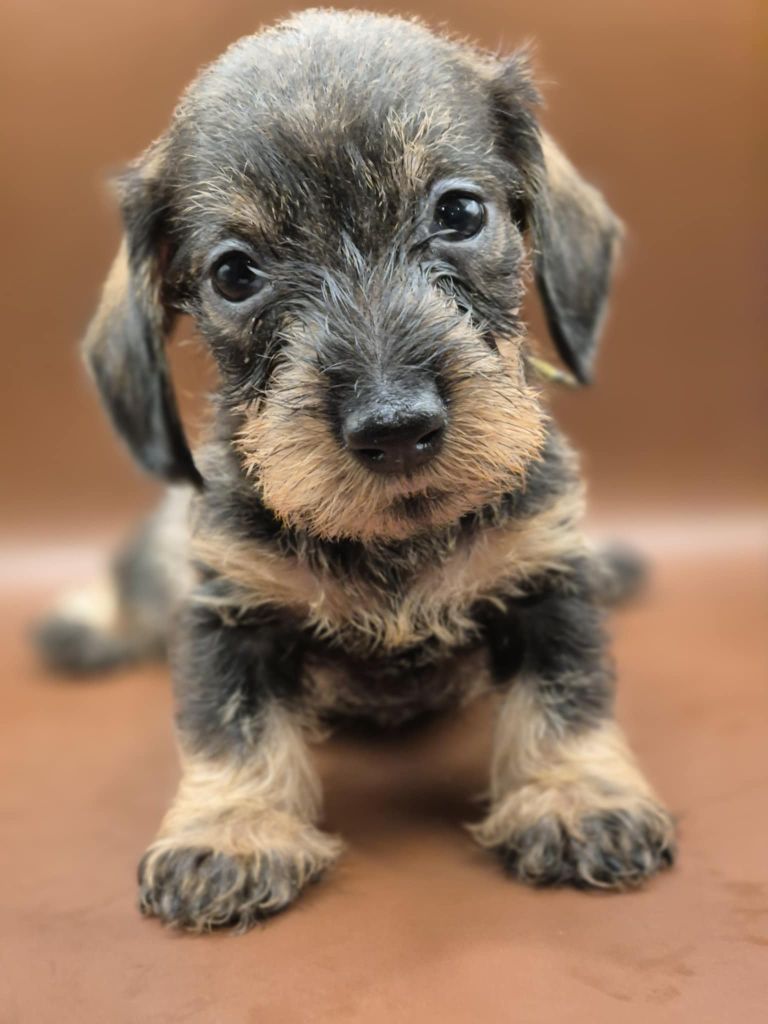 Femelle sanglier - Taille naine