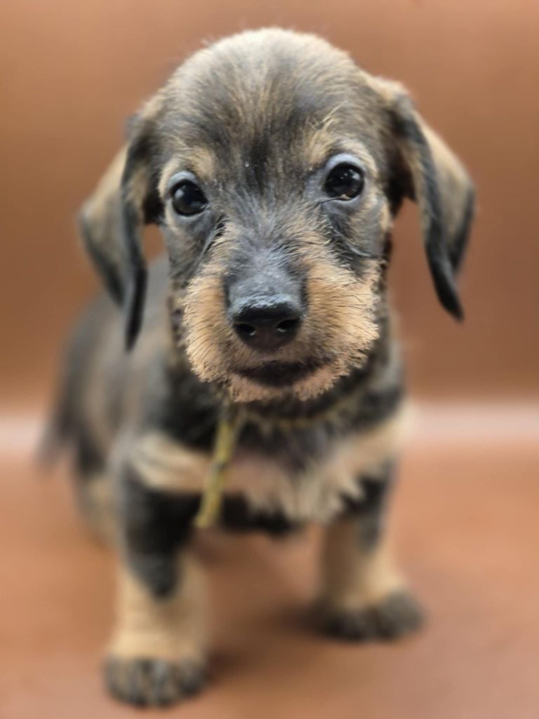 Femelle sanglier - Taille naine