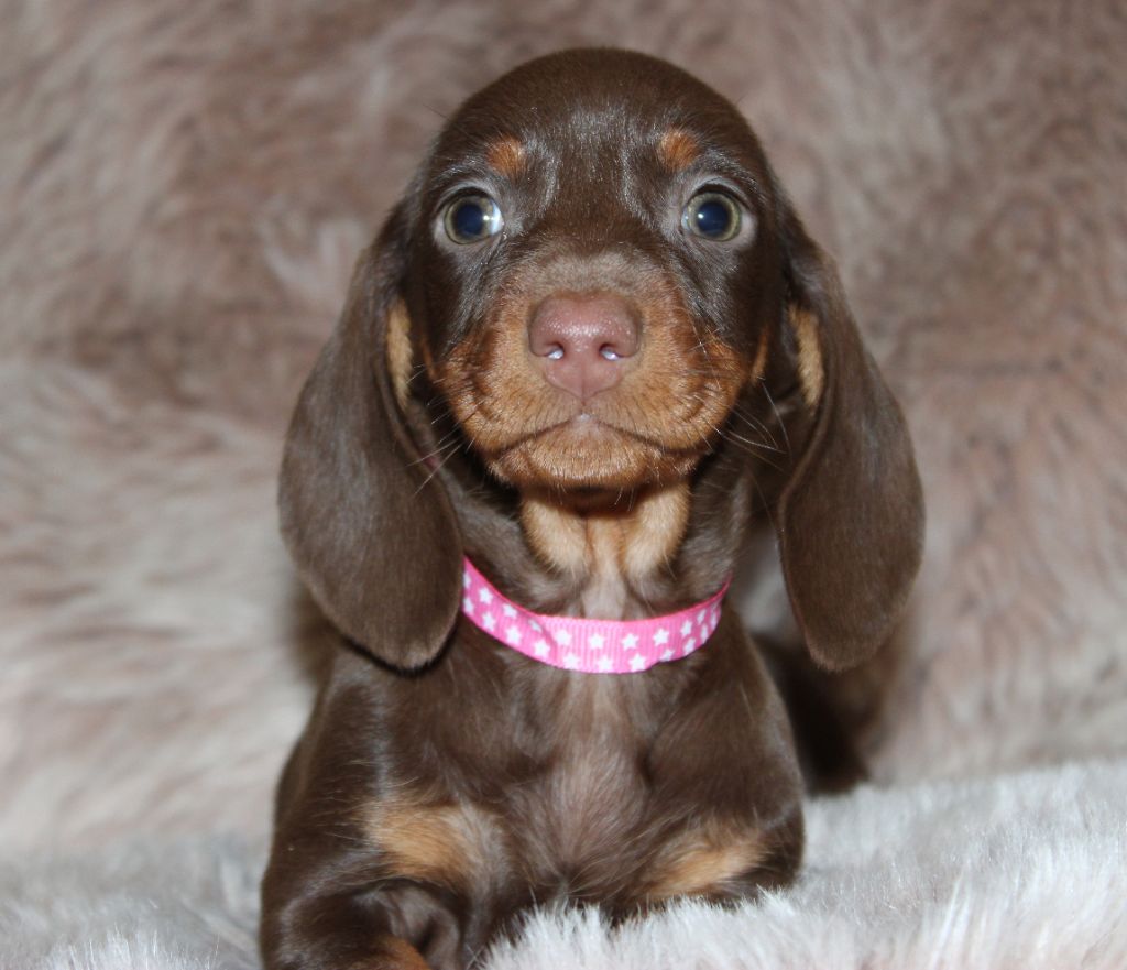 Chocolat et feu - Taille Standard