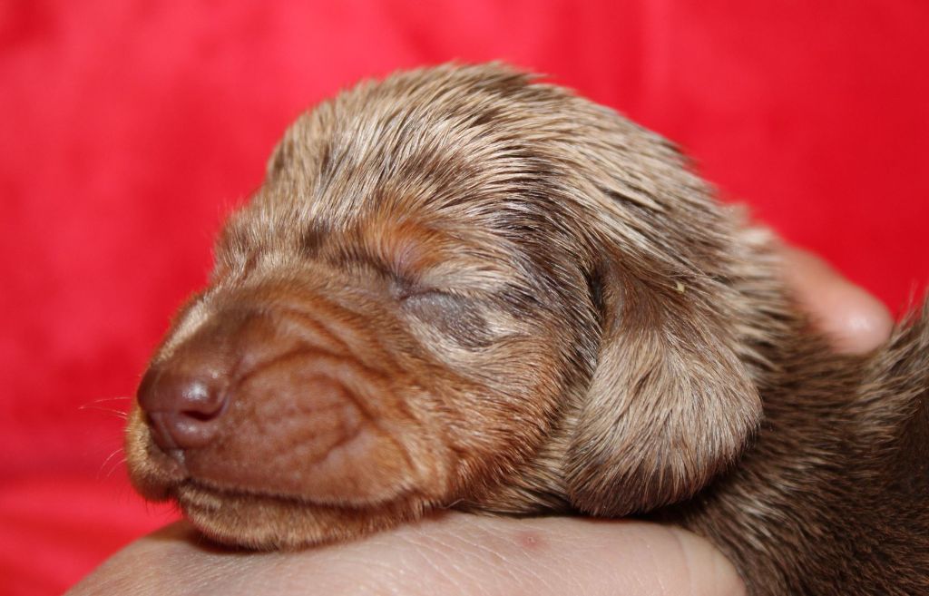 Arlequine Chocolat - Taille Standard