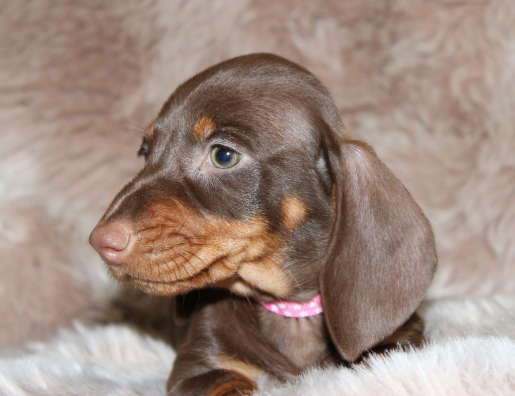 Chocolat et feu - Taille Standard