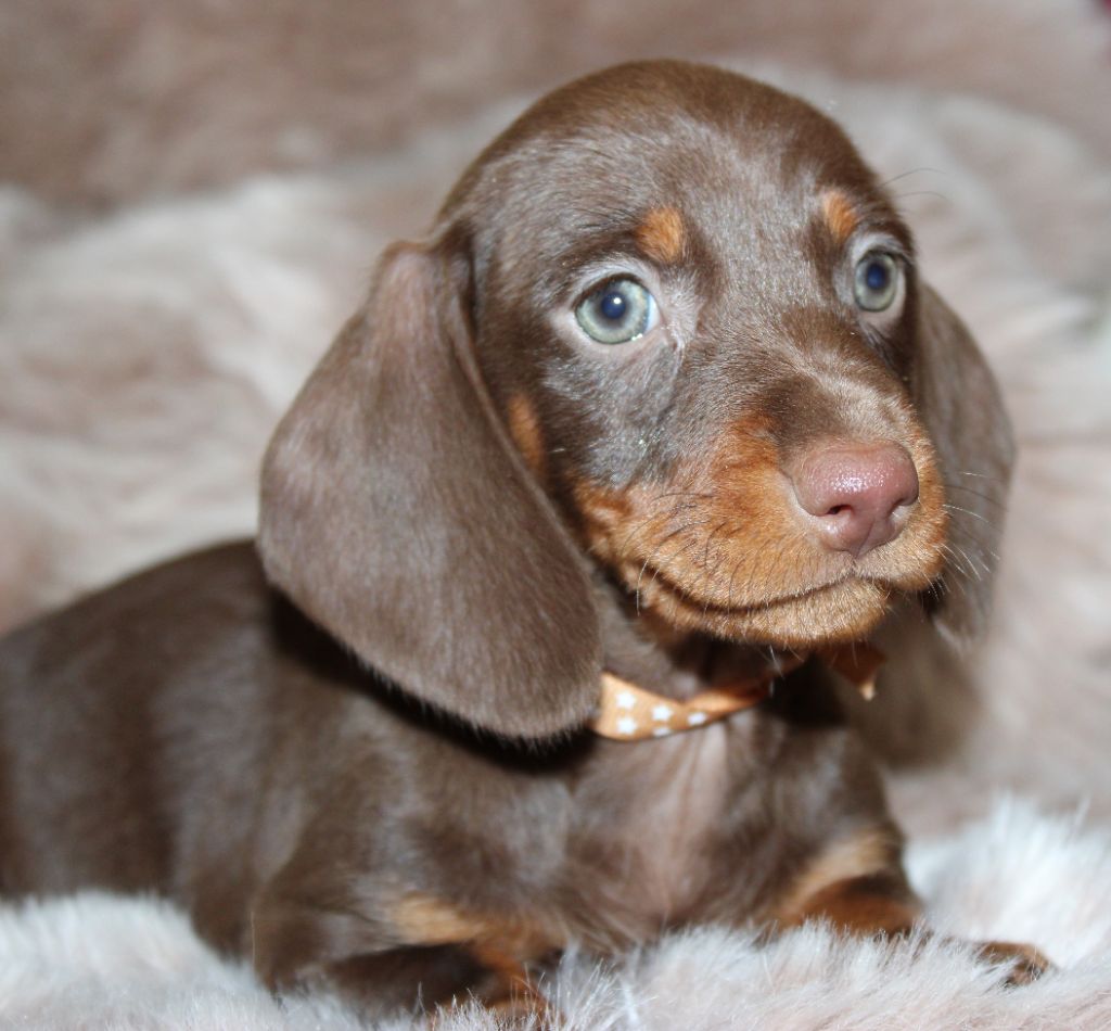 Chocolat et feu - Taille Standard