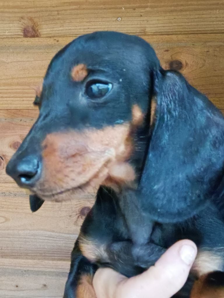 Noir et feu - Taille Nain