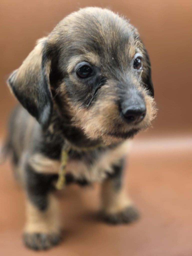 Femelle sanglier - Taille naine