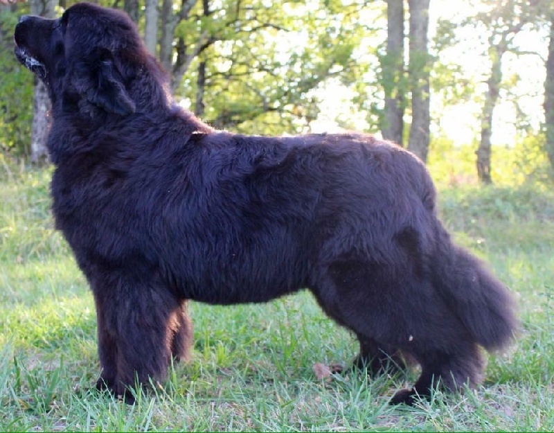 Publication : Des oursons du vent