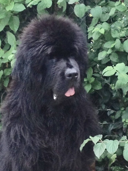 Publication : Des oursons du vent