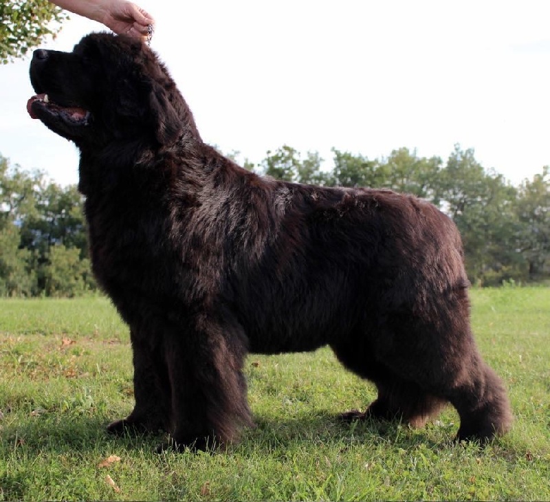 Publication : Des oursons du vent