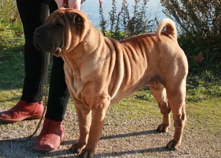 Italian sunshine del peodoro - 1ER EXC EN CLASSE OUVERTE ET RCACS