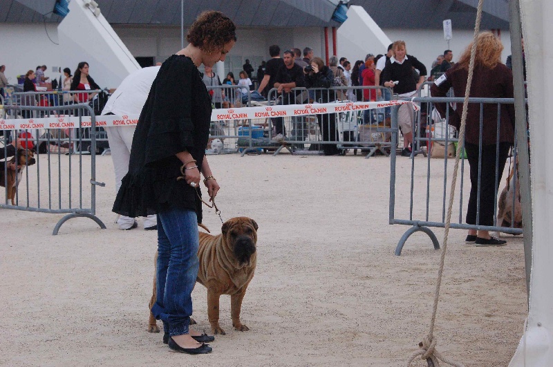 Italian sunshine del peodoro - 1ER EXCELLENT APTE A LA CONFIRMATION