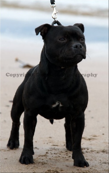 Publication : Pome's World