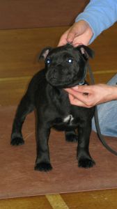 Publication : Pome's World