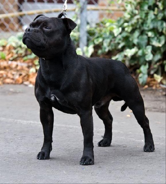 Publication : Pome's World