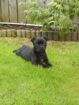 Publication : Pome's World