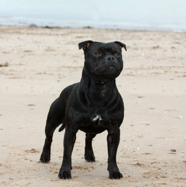 Publication : Pome's World