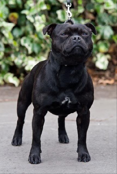 Publication : Pome's World