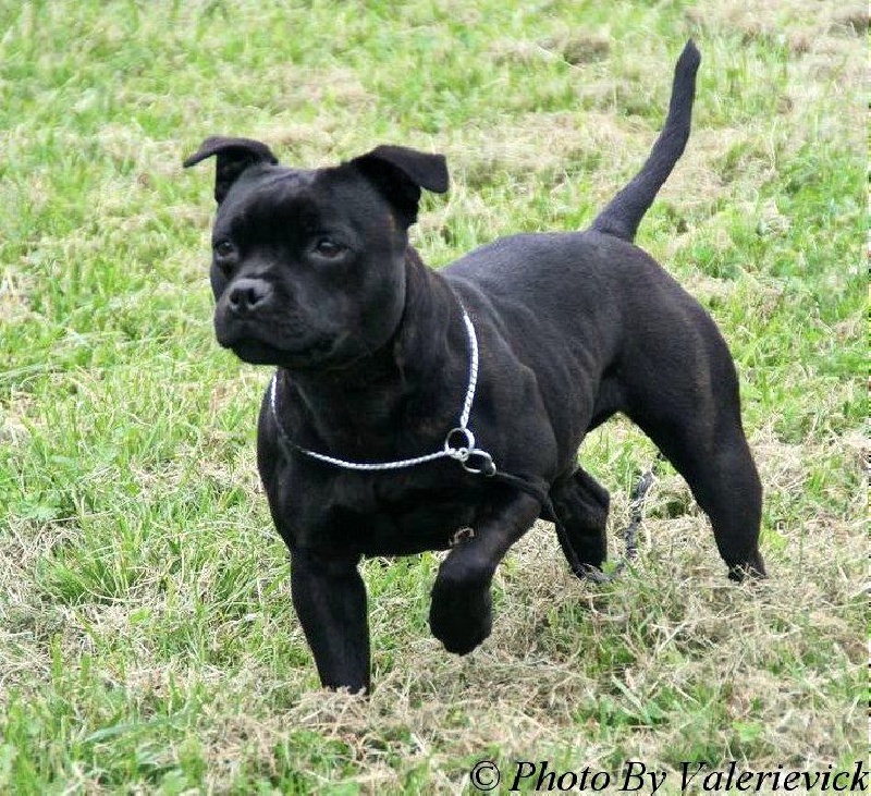 Pome's World Flagpole sitta - Très bon + TAN 25/25