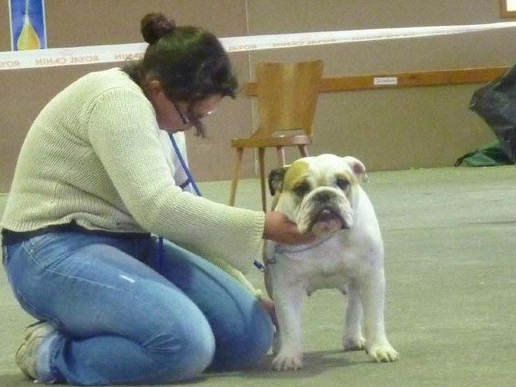 Resident bull's Granny gold - Très bon